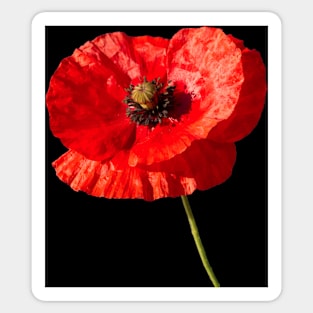 Poppy Sticker